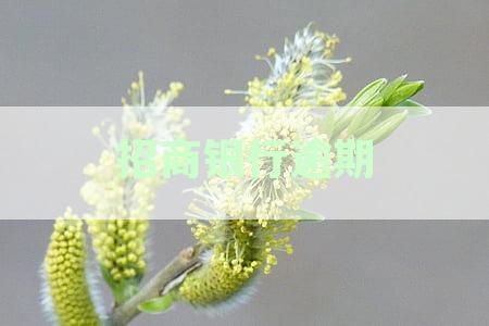 招商银行逾期4天后还款会上征信吗：逾期多久才会影响信用记录？
