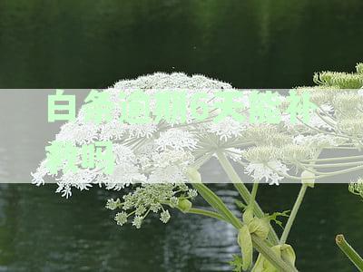 白条逾期6天怎么办？如何尽快解决逾期问题并恢复信用记录？