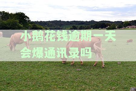 小鹅花钱逾期会打电话给家人吗？会上门催收吗？不会爆通讯录或乱打电话吗？