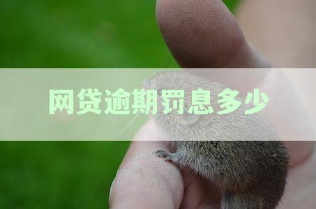 网贷罚息：必须还款？可能的解决方案和影响全解析
