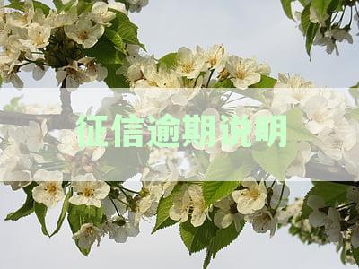 征信逾期说明怎么写：文、模板与情况处理指南