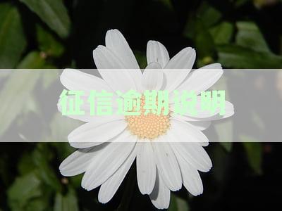 全面解析征信逾期说明：如何承诺改善信用状况以及应对措