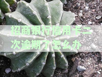 '招商银行信用卡二次逾期了怎么办呢：还款策略与处理方法'