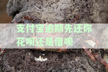 支付宝逾期先还你花呗还是借呗