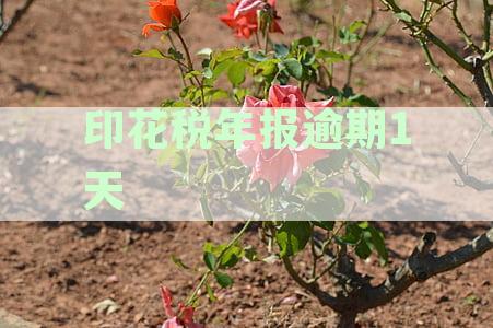 印花税年报逾期1天