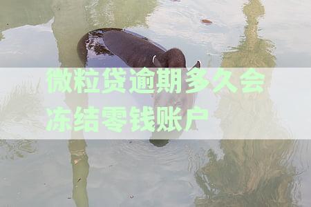 微粒贷逾期多久会冻结零钱账户