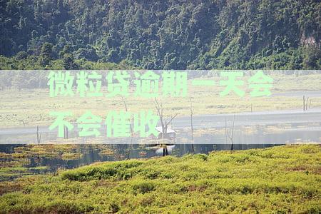 微粒贷逾期一天还款的深度解析：额度是否会被降低及其它影响因素