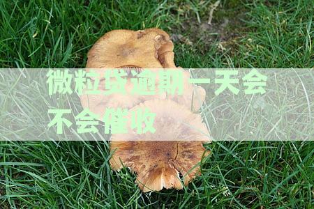 微粒贷逾期一天会不会催收