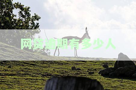 网贷逾期后被起诉的人数统计：揭示这一现象的全面分析与影响
