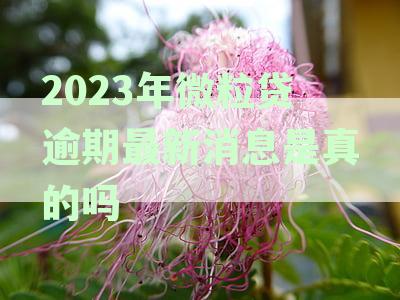 2023年微粒贷逾期最新消息：真实情况、影响与解决方案全面解析