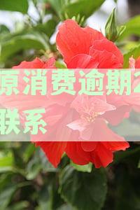 中原消费金融逾期两天的影响与解决方法