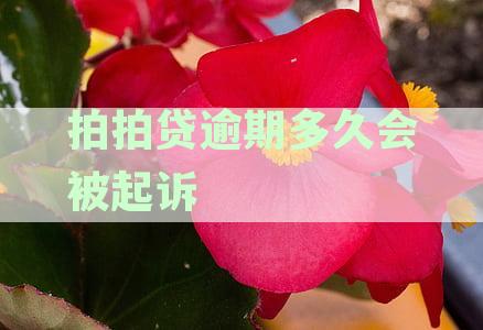 拍拍贷逾期后被起诉的风险与应对策略：如何避免、处理以及解决方法