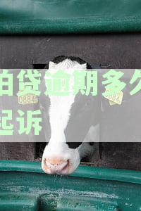 拍拍贷逾期多长时间会被起诉和上门催收：拍拍贷逾期处理流程及时间解读