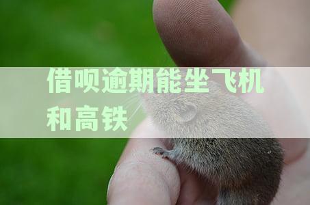 高铁出行与逾期借呗还款：用户常见问题解答