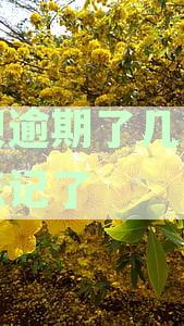 借呗逾期了几个小时忘记了