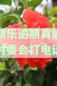 分期乐逾期是否会联系村委进行调解？如何联系村委以获取更多信息？