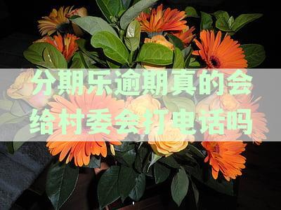 分期乐真的会联系村委会吗？ 可以被简化为 分期乐真的会联系村委会吗。