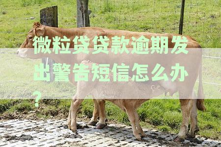 微粒贷贷款逾期警告短信应对处理策略，如何避免催收困扰