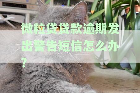 逾期40天的微粒贷，收到要求一次性还清的通知，如何处理结清问题？