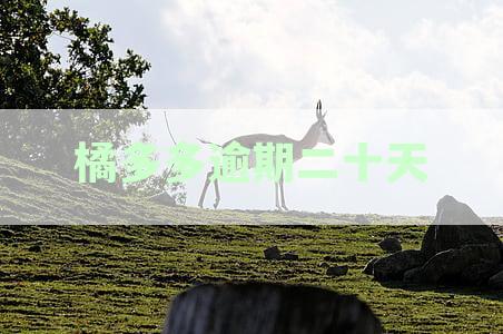 桔多多借款逾期2天：我应该怎么办？会产生什么影响？