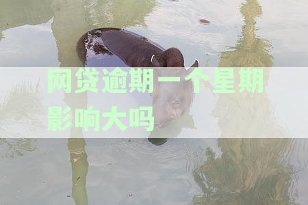 新网贷逾期一个星期是否会上征信？逾期后的影响及补救措详解