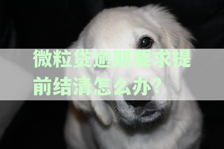 微粒贷还款逾期，提前还清后能否再次借款？