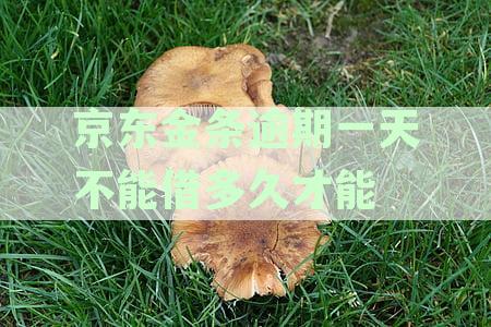 京东金条逾期一天不能借多久才能