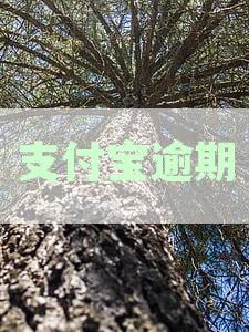 支付宝逾期还款协商攻略：如何与客服有效沟通以期偿还欠款？