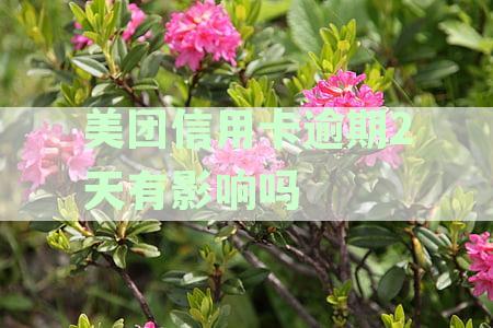 美团生活费逾期后，美团信用卡是否还能继续使用？会有安全风险吗？
