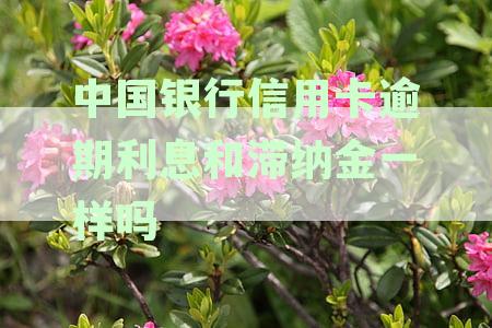 中国银行信用卡逾期解决方案：常见问题解答、还款建议及逾期后果一网打尽！