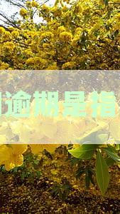 短期逾期是指多久以内的欠款，处理方式及征信影响