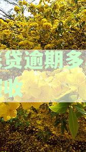 拍来贷逾期多年突然催收怎么办？如何处理？