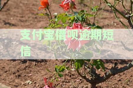 支付宝借呗逾期短信一次性结清真实吗？如何处理？