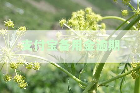 支付宝备用金逾期还款会影响个人信用记录吗？如何避免不良征信记录的产生？