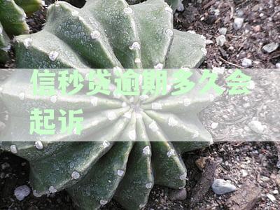信秒贷逾期一天后，中信银行再次贷款申请的咨询与影响