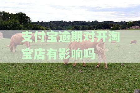 支付宝逾期未还款，如何解决？同时探讨如何在淘宝店开业的完整指南