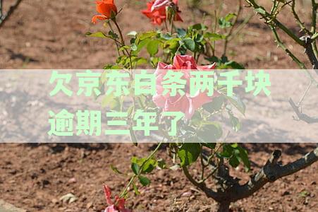 逾期未还两千元，已达三年之久，该如何处理？