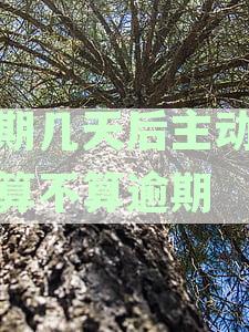 逾期几天后主动还款算不算逾期