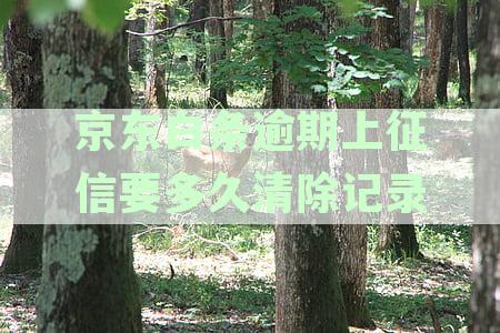 逾期上征信后，记录清除所需的时间以及影响恢复信用的步骤解析