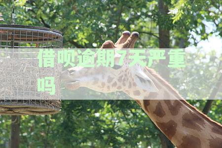 借呗逾期7天后果严重吗？如何解决这个问题？