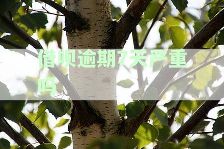 借呗逾期7天严重吗会起诉吗-借呗逾期7天严重吗会起诉吗怎么办