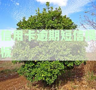 信用卡逾期短信模板