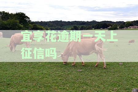 宜享花逾期一天会有什么后果：上征信、逾期记录、金额翻倍处理办法