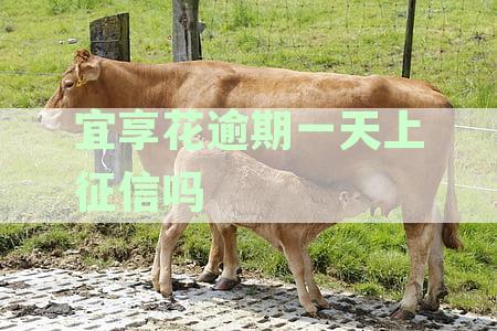 花享逾期一天，如何进行还款以避免影响信用？
