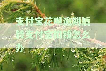花呗逾期后转入支付宝的钱会自动还款吗？安全吗？如何处理？