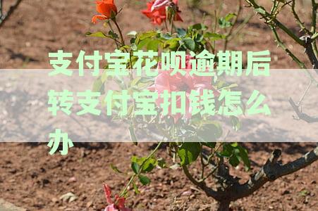支付宝花呗逾期后转支付宝扣钱怎么办