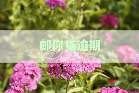 邮你贷逾期