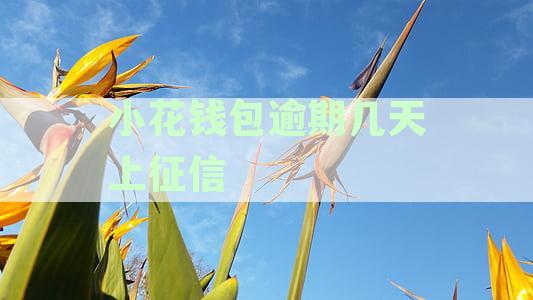新小花钱包逾期还款几天上征信？信用会有影响吗？