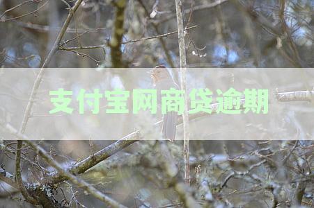 支付宝网商贷逾期后的法律责任：起诉时间与金额标准解析