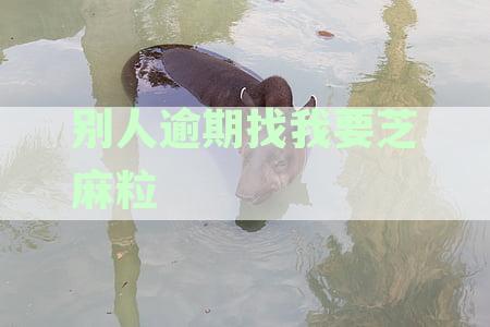 别人逾期找我要芝麻粒